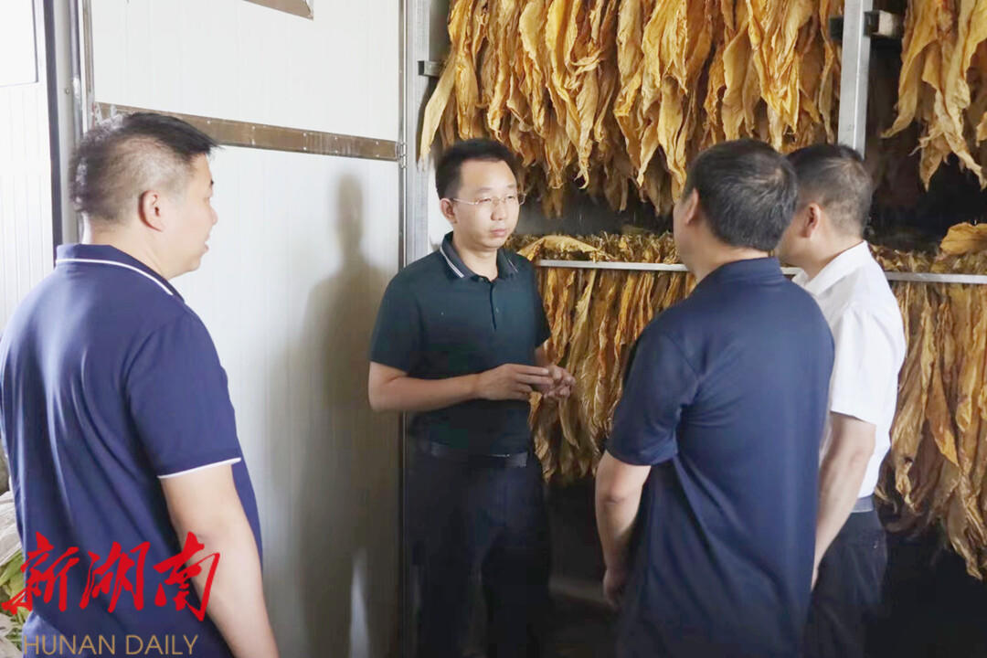 彭洪兵到回龙寺镇调研指导粮食生产、烤烟生产收购等工作_邵阳头条网
